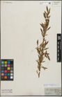 Foto von Salix triandra L. x Salix viminalis L.